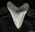Ferocious Inch Georgia Megalodon Tooth #689-2